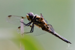 Der-letzte-Strohhalm