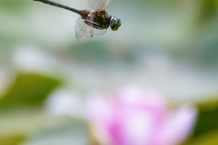 Above-the-Water-Lily