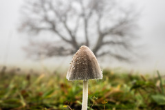 Antler-of-the-Mushroom