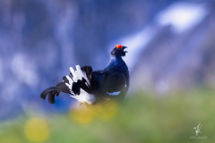 Black-Grouse-Display