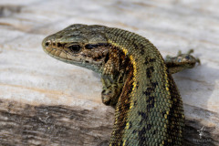 Common-Wall-Lizard