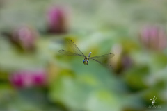 Embedded-in-Water-Lilies