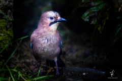 Eurasian-Jay