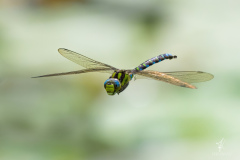 Flight-of-the-Dragon-Fly