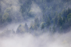 Fog-in-the-Moutain-Forest