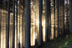 Glowing-in-the-Foggy-Forest