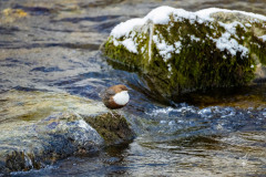 Guardian-of-the-Stones