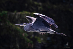 Heron-Flight