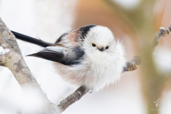 Long-tailed-Tit