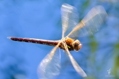 Propeller-Flight