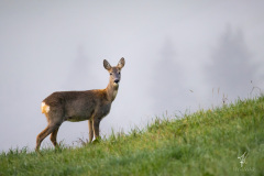 Sight-in-the-Fog