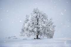 Snowy-Lime-Tree
