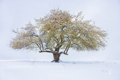 Winter-Blossom