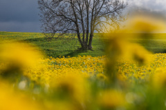 Yellow-April