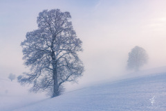 Alpennebel