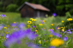 Blumenwiese