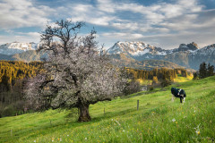 Blutenblick