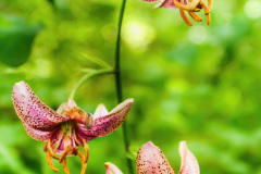 Die-drei-Lilien