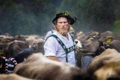 Herr-der-Kuhe
