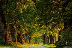 Lindenallee