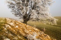 Morgenfrost