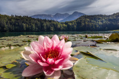 Rote-Rosen