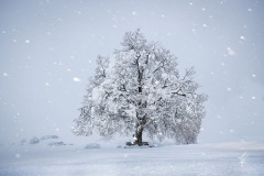 Schneelinde