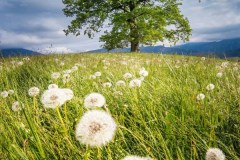 Spalier-der-Pusteblumen