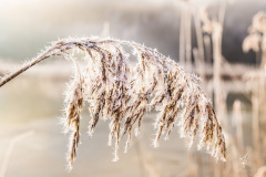 Winterruhe