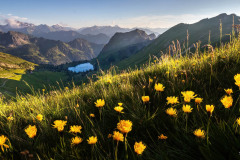 Alpine-Blossoms