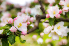 Apple-Blossoms
