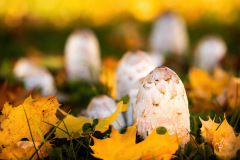 Autumn-Fungi