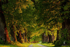 Avenue-of-Lime-Trees