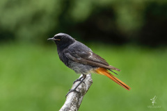 Black-Redstart