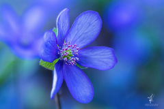 Blue-Dream