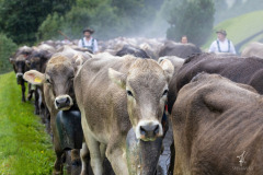 Cattle-Run