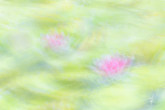Dreamy-Water-Lilies
