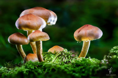 Dwarf-Family