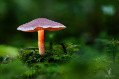 Dwarf-Lamp
