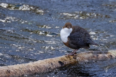 Fluffed