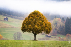 Fog-Colors