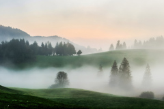 Fog-Dream