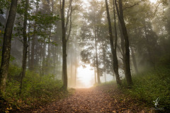 Forest-Lights