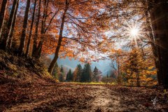 Forest-of-Leaves