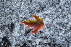 Frozen-in-Ice