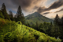 Glow-ot-the-Ferns