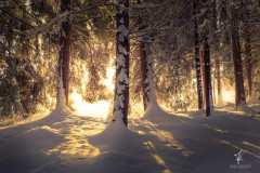 Golden-Forest