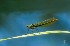 Green-Emerald