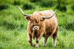 Highland-Cattle