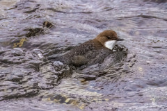 Icy-Bath